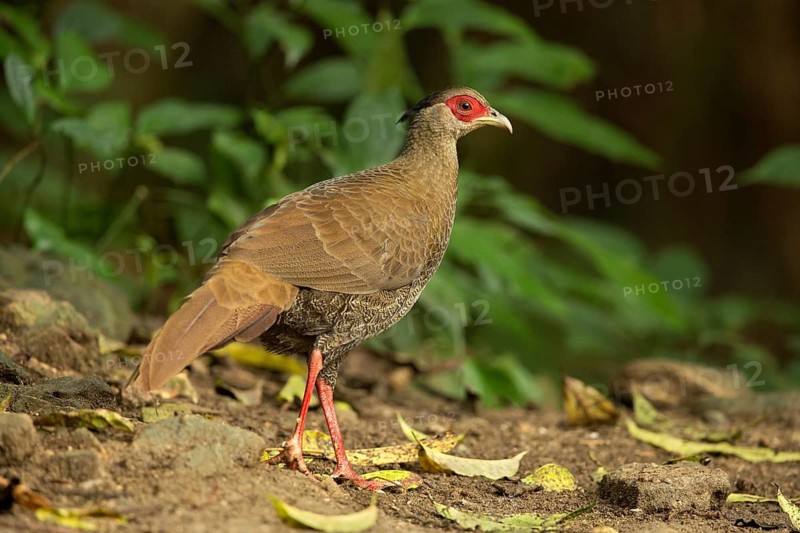 Silver Pheasant (Lophura nycthemera) female perched on the ground, Yunnan, China