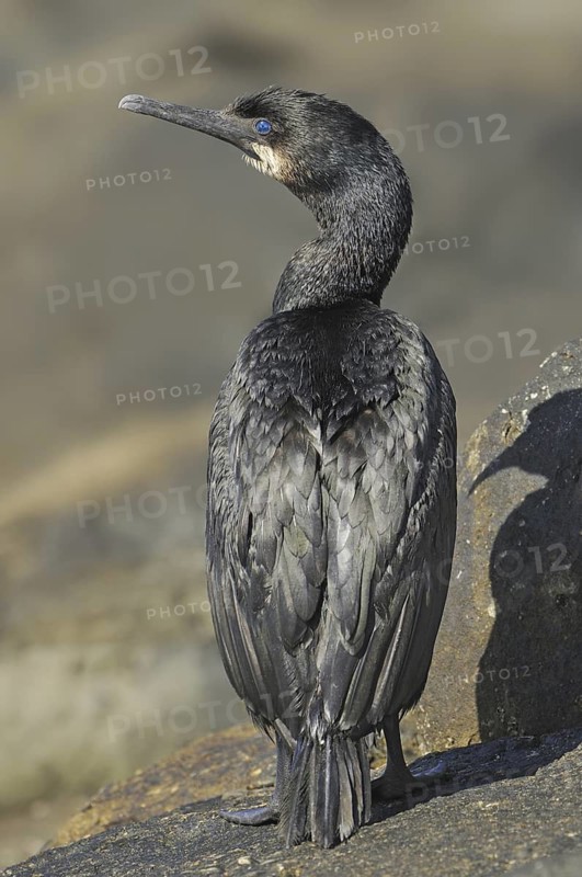 Brandt's Cormorant (Phalacrocorax penicillatus), British Columbia, Canada