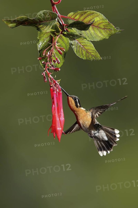 Purple-throated Mountaingem (Lampornis calolaemus) female flying while feeding at a flower, Bosque de Paz, Costa Rica