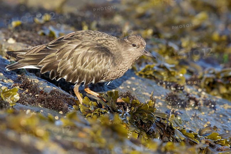 Black Turnstone (Arenaria melanocephala) feeding along the shoreline in Victoria, BC, Canada