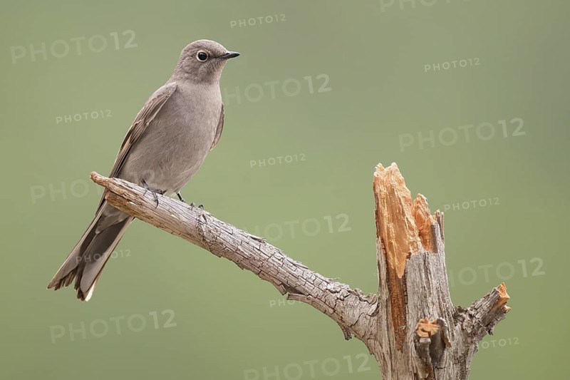 Townsend's Solitaire (Myadestes townsendi) perched on a branch, British Columbia, Canada