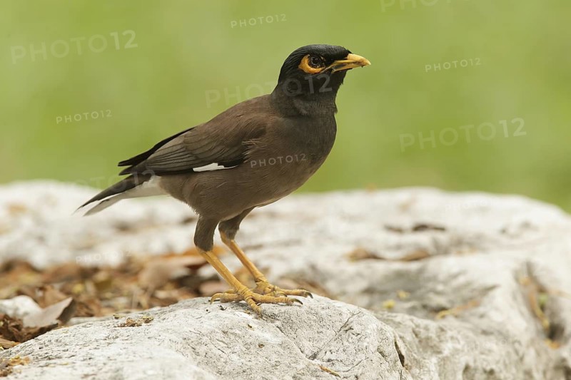 Common Myna (Acridotheres tristis), Thailand