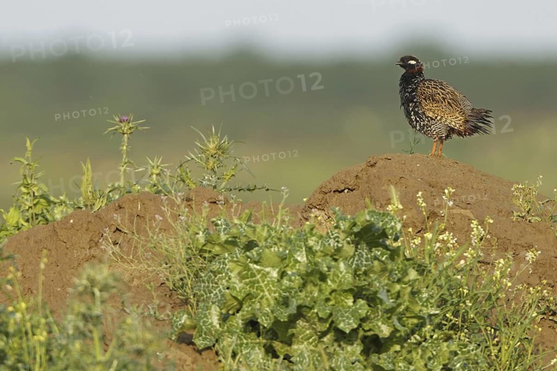 Black Francolin (Francolinus francolinus), Sanliurfa, Turkey