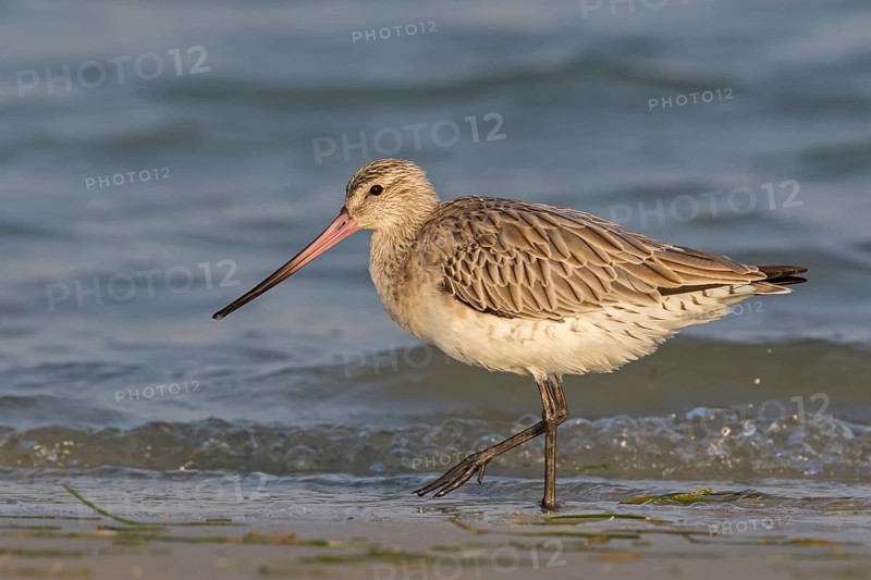 Bar-tailed godwit, (Limosa lapponica), foraging, waters, biotope, animals, birds, snipe, Barr Al Hikman, Al Ghidin, Al Wusta, Oman