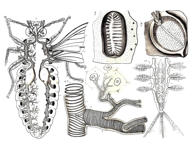 Anatomy, animal kingdom, respiratory organs of insects, detailed the tracheal system and organs of various insect species, reproduction of a historical school picture, mural or teaching board, authentic, exact date unknown