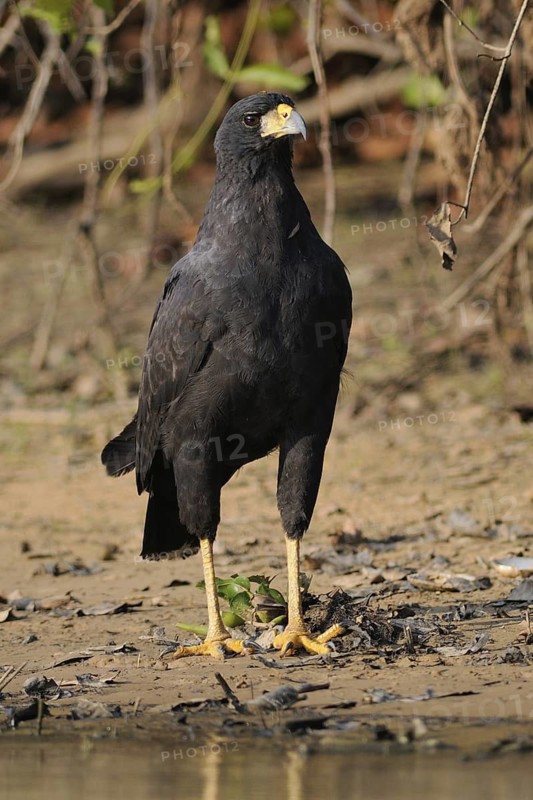 Great Black Hawk (Buteogallus urubitinga), Pantanal, Brazil