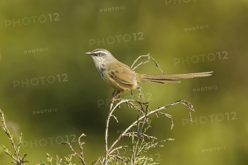 Black-throated Prinia (Prinia atrogularis) male, Doi Inthanon, Thailand