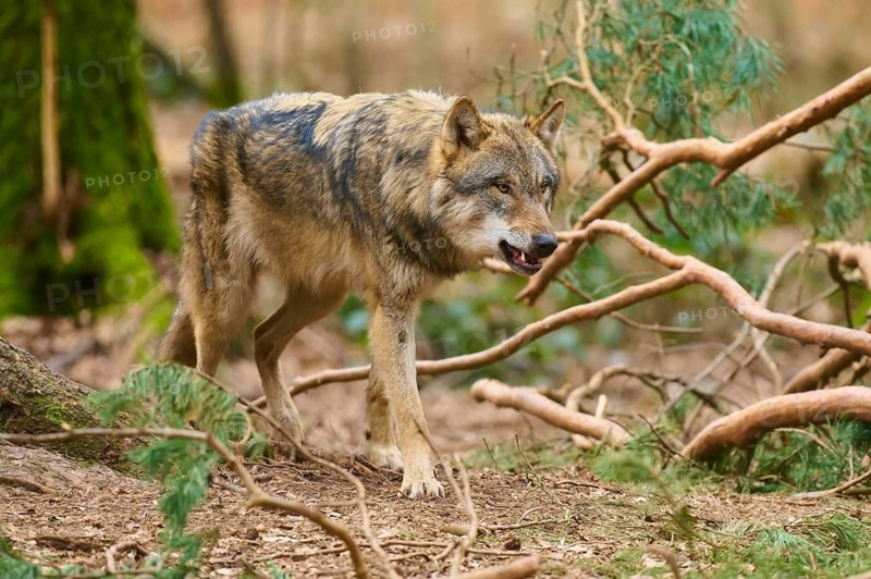 Wolf sneaking through the forest, surrounded by branches and moss, Wolf (Canis Lupus), Germany
