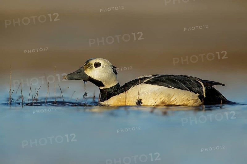 Steller's Eider (Polysticta stelleri) feeding on a small pond on the tundra in Northern Alaska