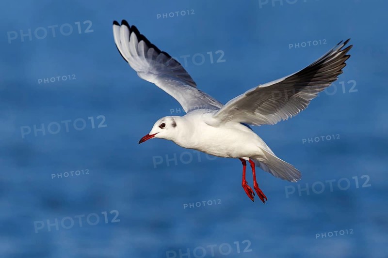 Black-headed Black-headed Gull, (Larus ridibundus), animals, birds, gulls, flight photo, sideways, waters, Ladenburg, Baden-Württemberg, Germany