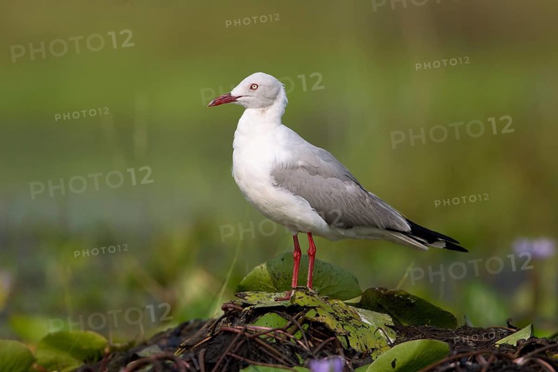 Grey-headed Gull (Chroicocephalus cirrocephalus), Uganda