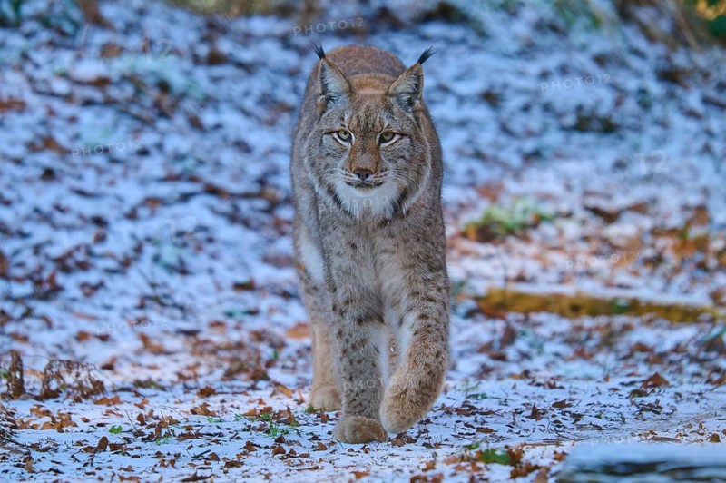 A lynx running through a snow-covered forest, winter, lynx (Lynx lynx), Hesse, Germany