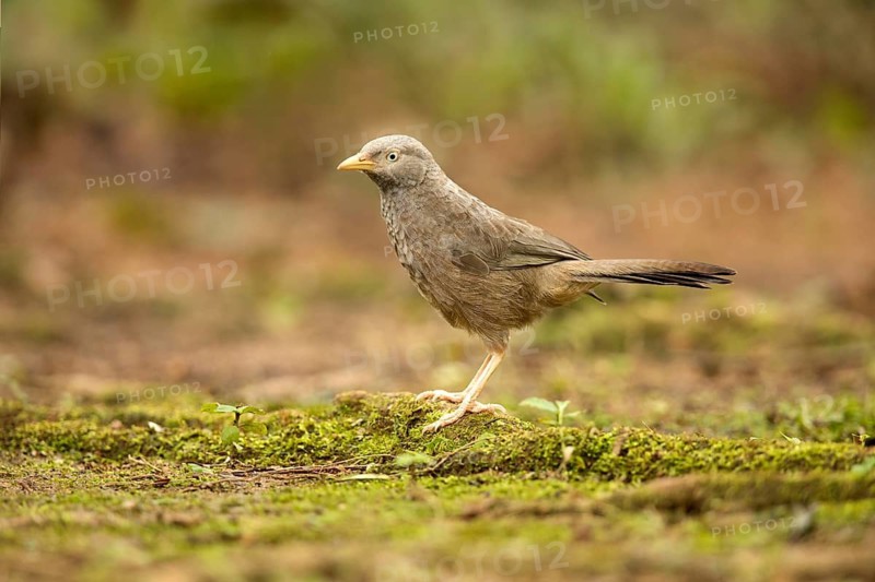 Yellow-billed Babbler (Turdoides affinis), Kutugala, Sri Lanka