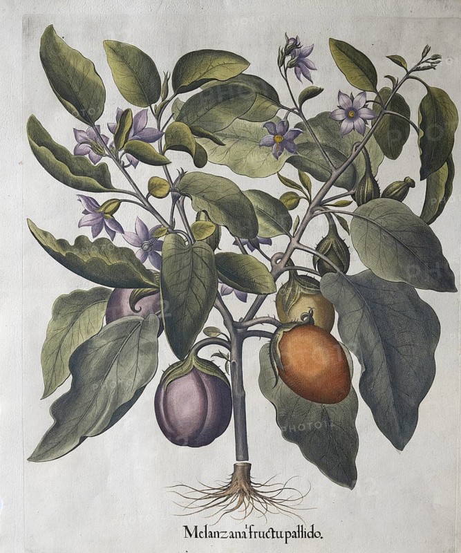 Aubergine (Solanum melongena) or egg plant, hand-coloured copperplate engraving by Basilius Besler, from Hortus Eystettensis, 1613