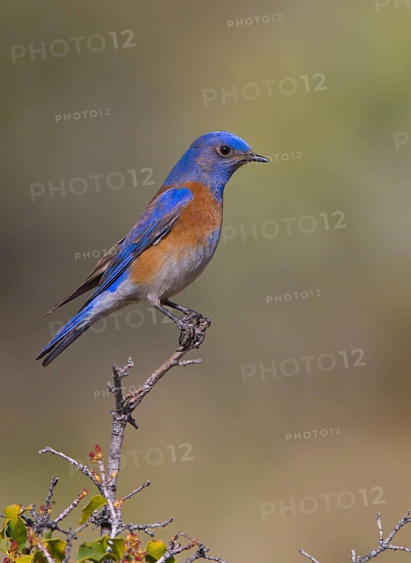 Western Bluebird (Sialia mexicana) male, California, USA