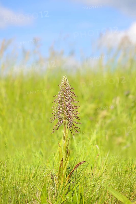 Goat's tongue (Himantoglossum hircinum), with open white-purple flowers, orchids, orchid, orchid plant, nature photography, Koppelstein nature reserve, Lahnstein, Rhineland-Palatinate, Germany
