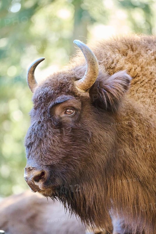 European bison (Bison bonasus) portrait in a forest in spring, Bavarian Forest, Germany