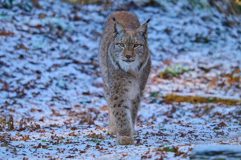 A lynx walking through a snowy forest landscape, winter, lynx (Lynx lynx), Hesse, Germany