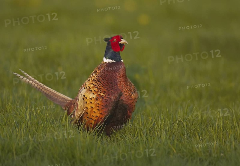 Common Pheasant (Phasianus colchicus) male, Schleswig-Holstein, Germany