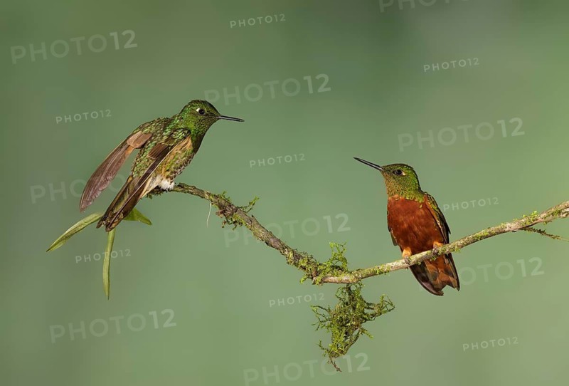 Buff-tailed Coronet & Chestnut-breasted Coronet (Boissonneaua flavescens & Boissonneaua matthewsii) perched on a branch, Napo, Ecuador