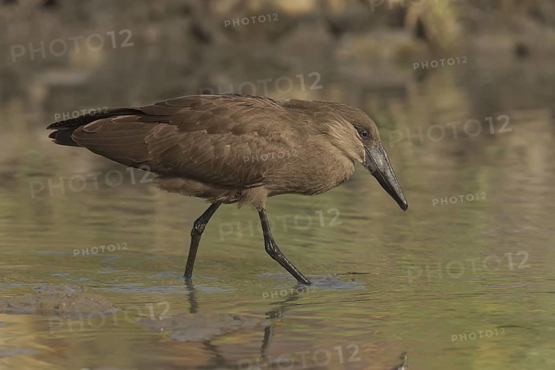 Hamerkop (Scopus umbretta), Gambia