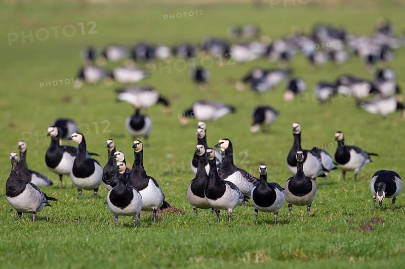 Barnacle Goose (Branta leucopsis) foraging, Netherlands