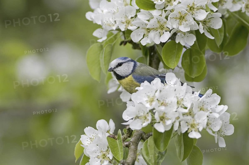 Eurasian Blue Tit (Cyanistes caeruleus), Saxony, Germany