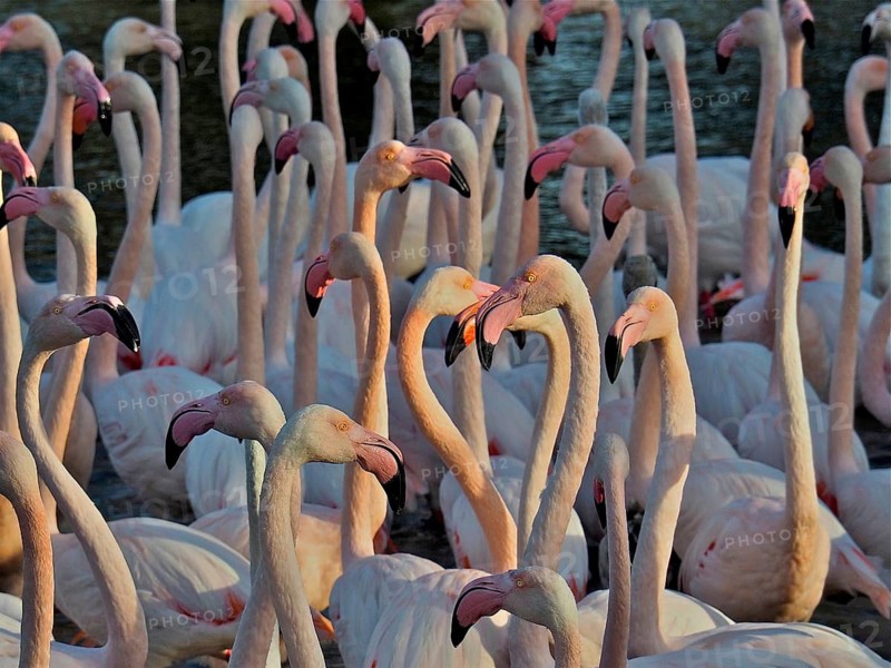 Pink flamingo (Phoenicopterus roseus)