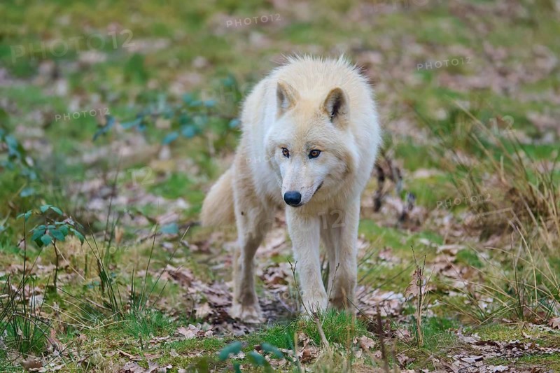 A white wolf in the green of a forest-covered ground, Arctic wolf (Canis lupus arctos), Germany