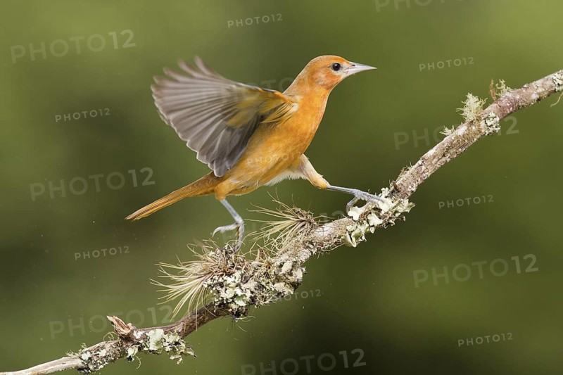 Female Baltimore Oriole on cloud forest branch