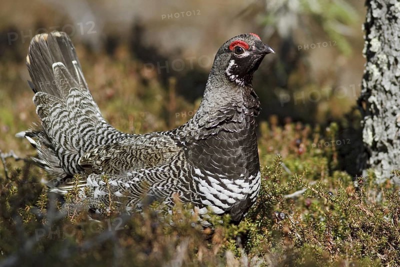 Spruce Grouse (Falcipennis canadensis) male, Manitoba, Canada