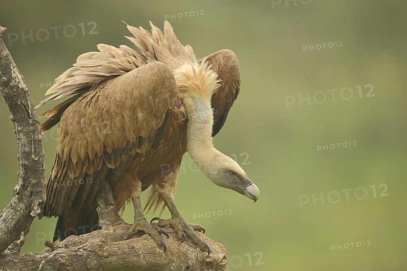 Griffon vulture (Gyps fulvus), plumage, neck, nature photography, Torrejon El Rubio, Monfragüe, Extremadura, Spain