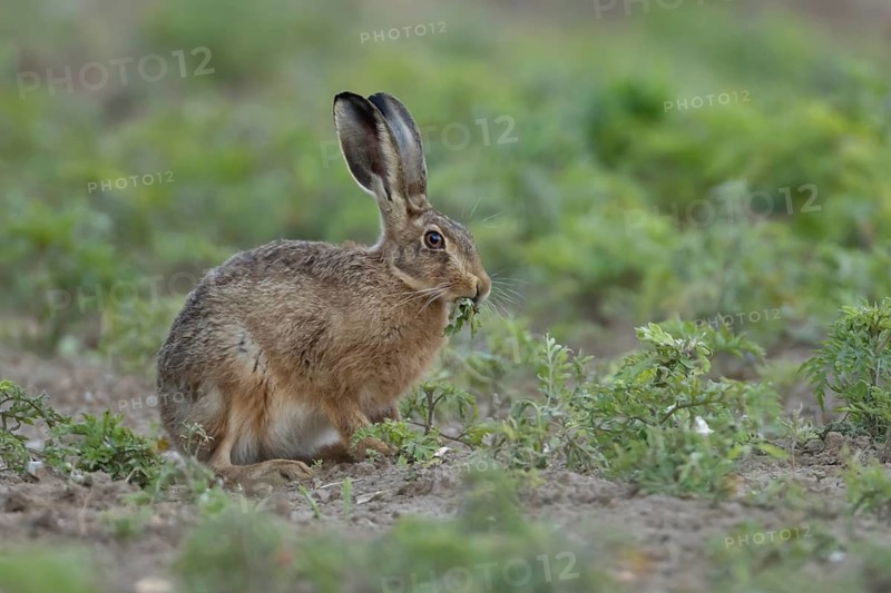 European brown hare (Lepus europaeus) adult animal eating a plant in a farmland field in summer, England, United Kingdom