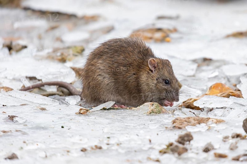 Brown rat (Rattus norvegicus) adult rodent animal feeding on seed on ice in winter, England, United Kingdom