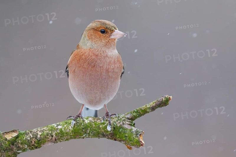 Common Chaffinch (Fringilla coelebs) male, Lower Saxony, Germany