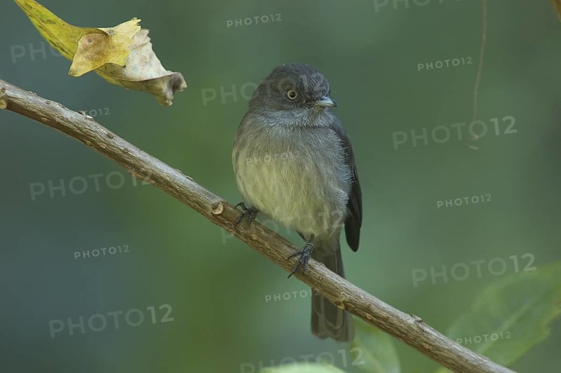 Abyssinian Slaty Flycatcher (Melaenornis chocolatinus), Ethiopia