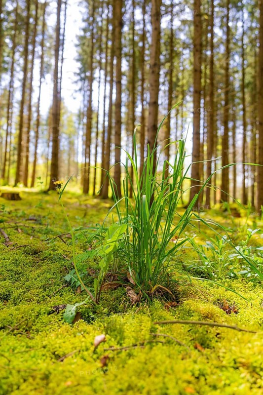Rays of sunlight penetrate a dense forest canopy and illuminate lush mossy soil and young blades of grass, Gechingen, Calw district, Germany