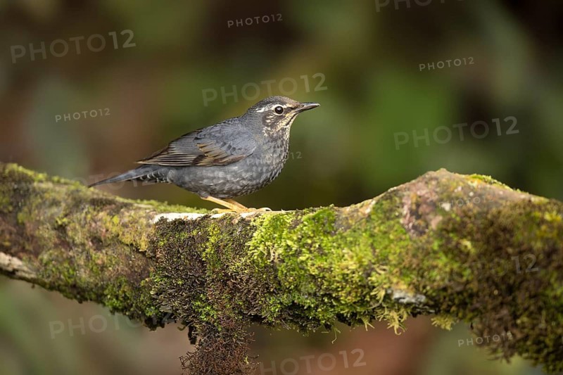 Siberian Thrush (Geokichla sibirica) juvenile male perched on a mossy log, Pahang, Malaysia