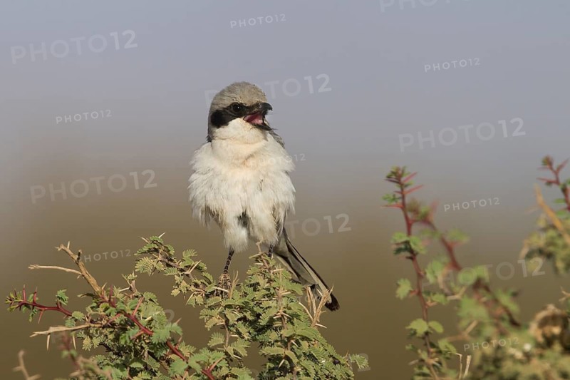 Great Grey Shrike - Raubwürger - Lanius excubitor ssp. elegans, Morocco, adult