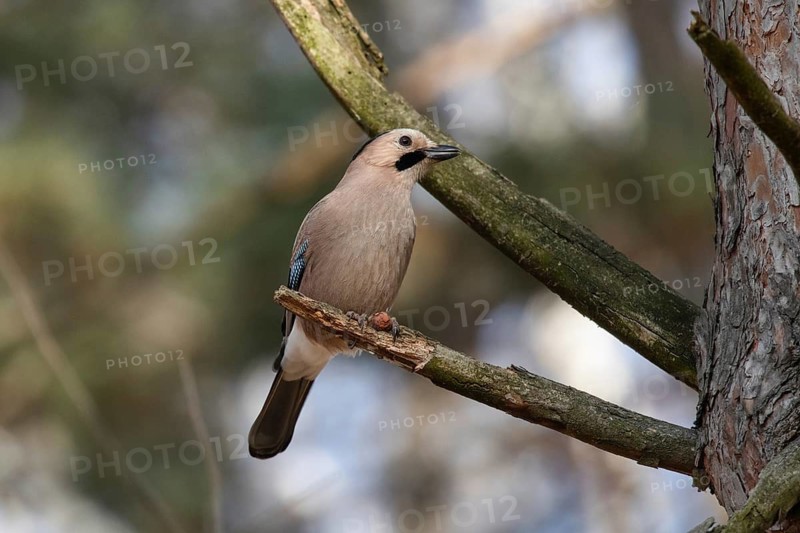 Jay in a park. Krasnodar. Russia