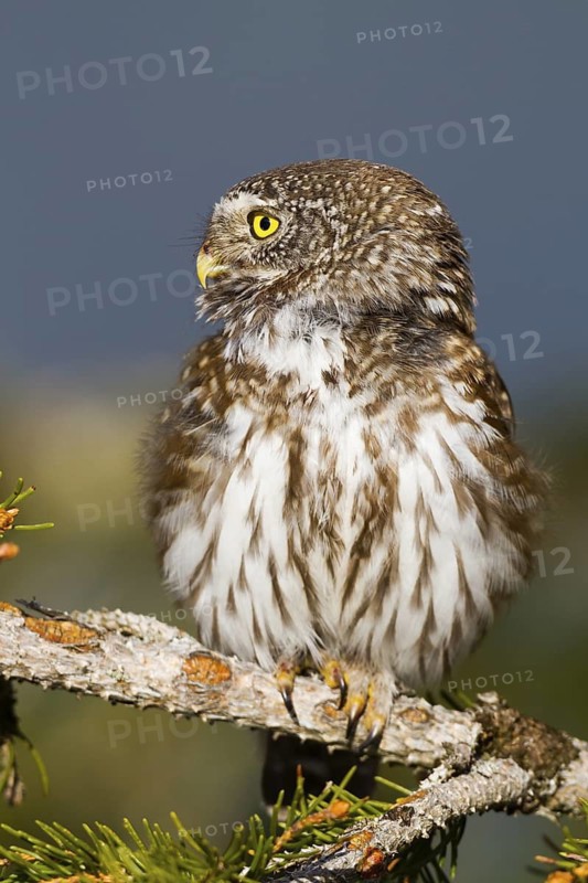 Eurasian Pygmy Owl (Glaucidium passerinum), Vorarlberg, Austria