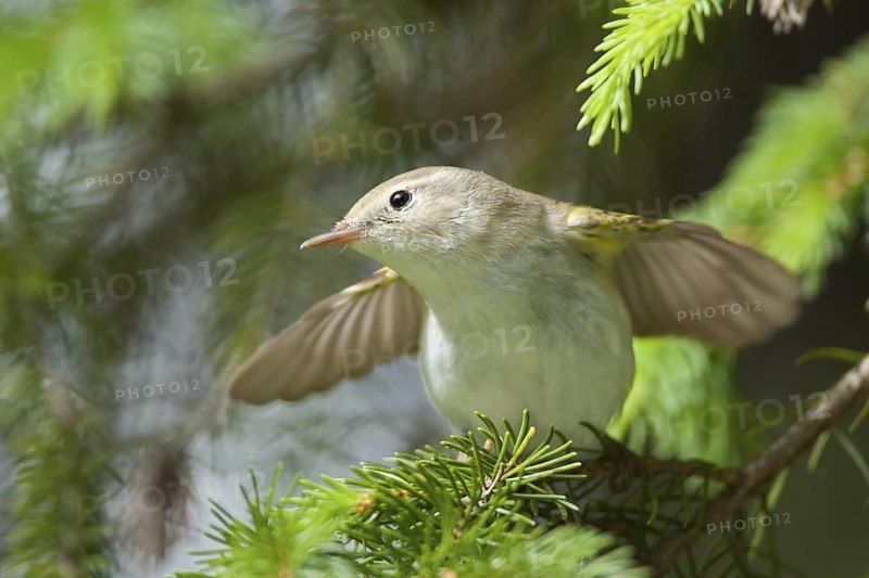 Western Bonelli's Warbler (Phylloscopus bonelli), Bavaria, Germany