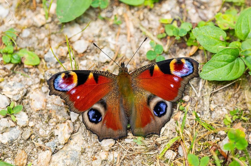 European peacock butterfly (Aglais io) sitting on the ground, Upper Palatinate, Bavaria, Germany