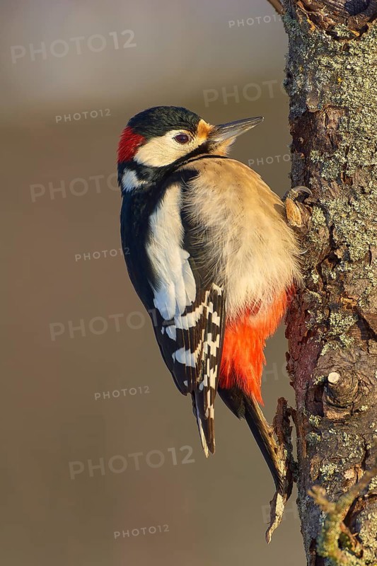 A great spotted woodpecker (Dendrocopos major), sitting on a tree trunk with distinctive red, white and black plumage, Odenwald, Hesse, Germany
