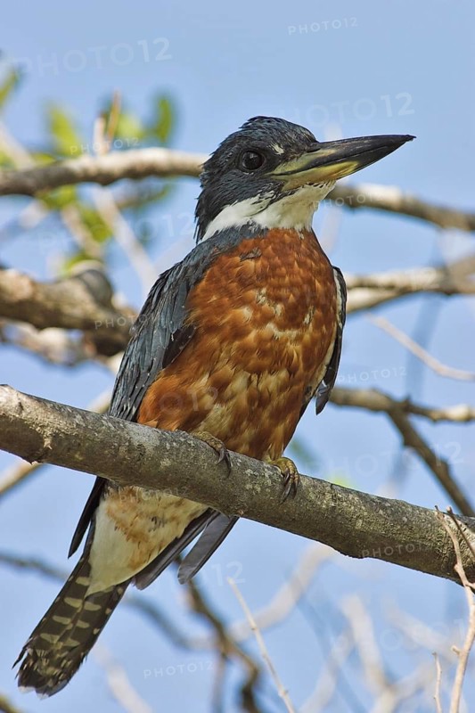 Ringed Kingfisher (Megaceryle torquata), Costa Rica