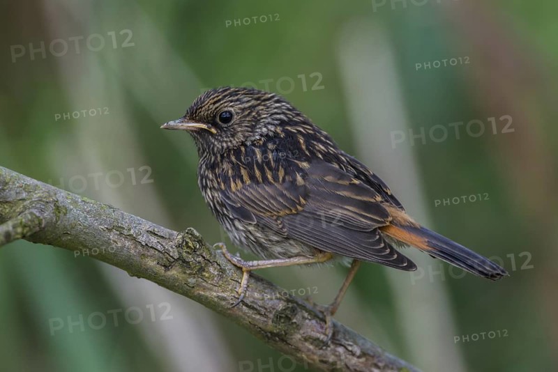 Bluethroat (Luscinia svecica cyanecula) juvenile, Schleswig-Holstein, Germany