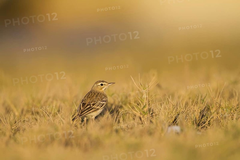 Tawny Pipit (Anthus campestris), Oman