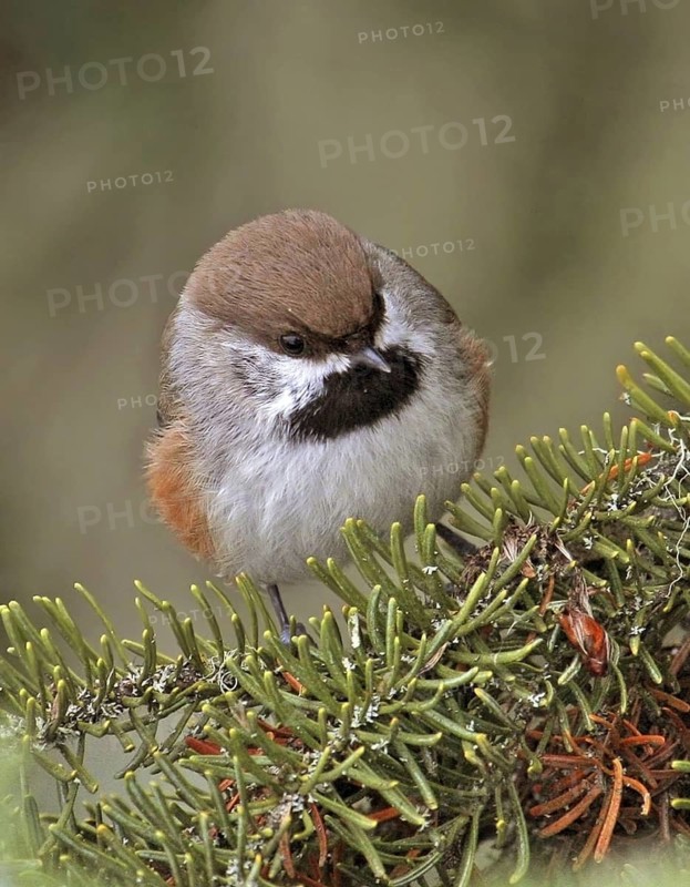 Boreal Chickadee (Poecile hudsonicus), Saskatchewan, Canada