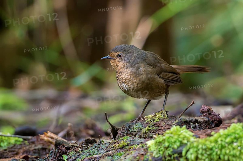 Pilotbird (Pycnoptilus floccosus), Victoria, Australia