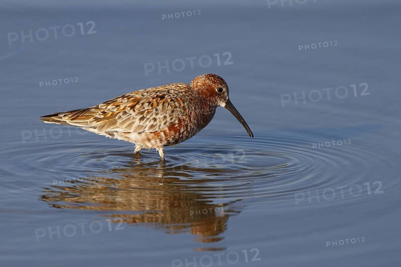 Curlew Sandpiper (Calidris ferruginea) foraging, Greece